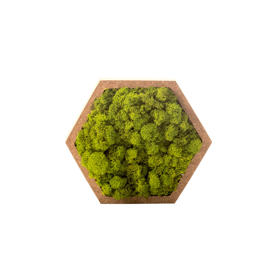 Carte du monde 3D avec cadre en mousse naturelle stabilisée et lichen  nordique - Décoration murale intérieure (112 x 65 cm, mousse verte, cadre  en