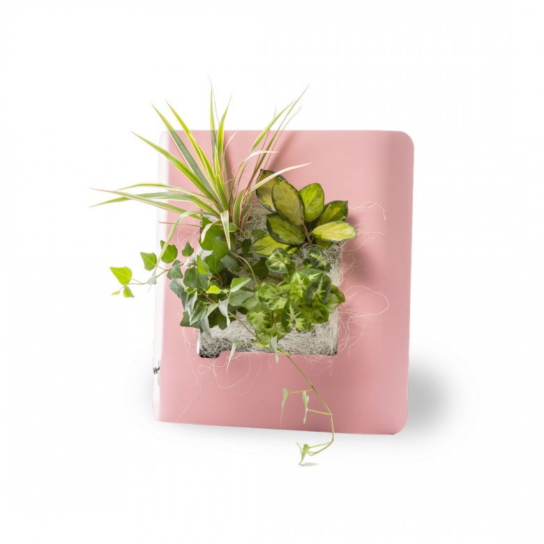 Cadre plante vivante - Cadre rose pastel - Metal Edition