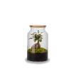 plantes bocal terrarium en kit Jungle taille m ginseng