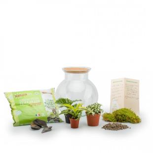 Kit terrarium DIY Bocal + 3 plantes - Maya - Bois Joli