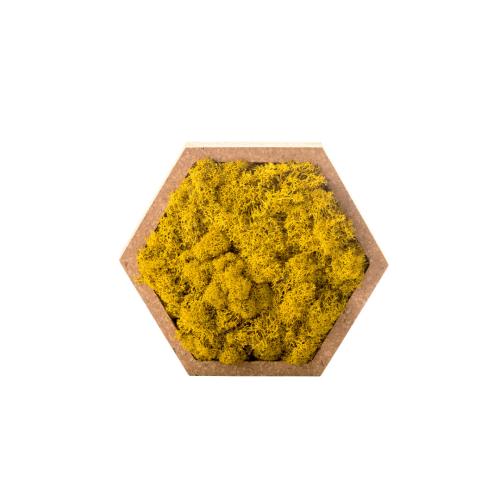 cadre mousse murale stabilise lichen jaune hexagonal S