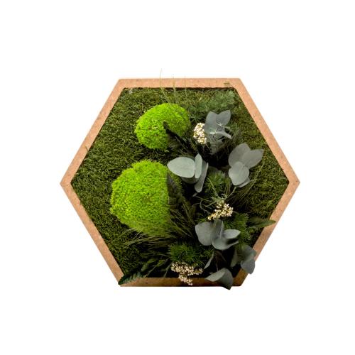 cadre plante murale stabilise nature hexagonal L
