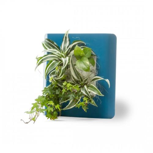 cadre vegetal vivant bleu