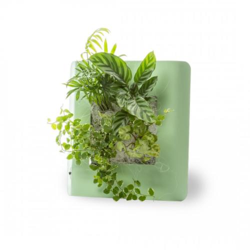 cadre vegetal vivant vert pastel