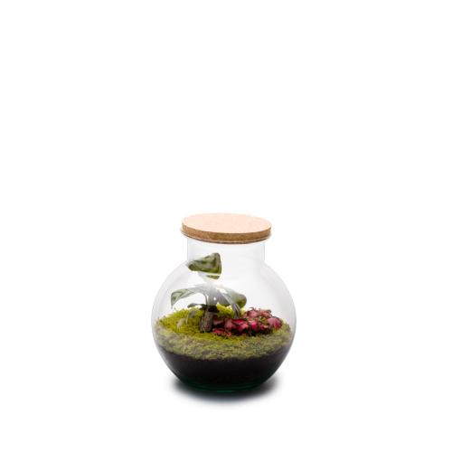 plante sous verre terrarium hanava s mix