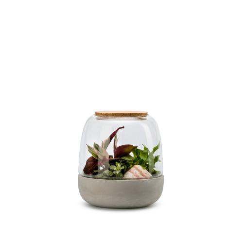 terrarium plantes kit opendo taille s mix
